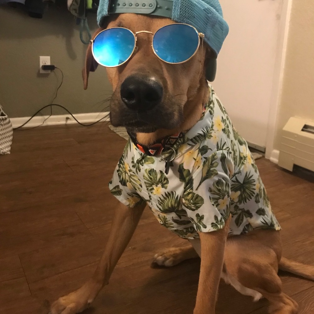 Dog shirt